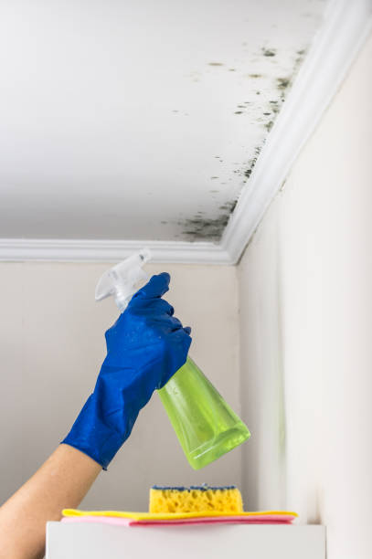 Best Commercial Mold Remediation in Derby, CO